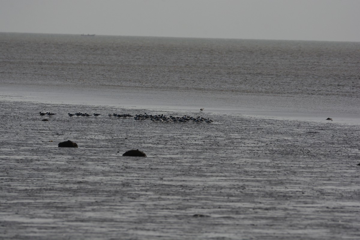 Gabbiano corso - ML616179094