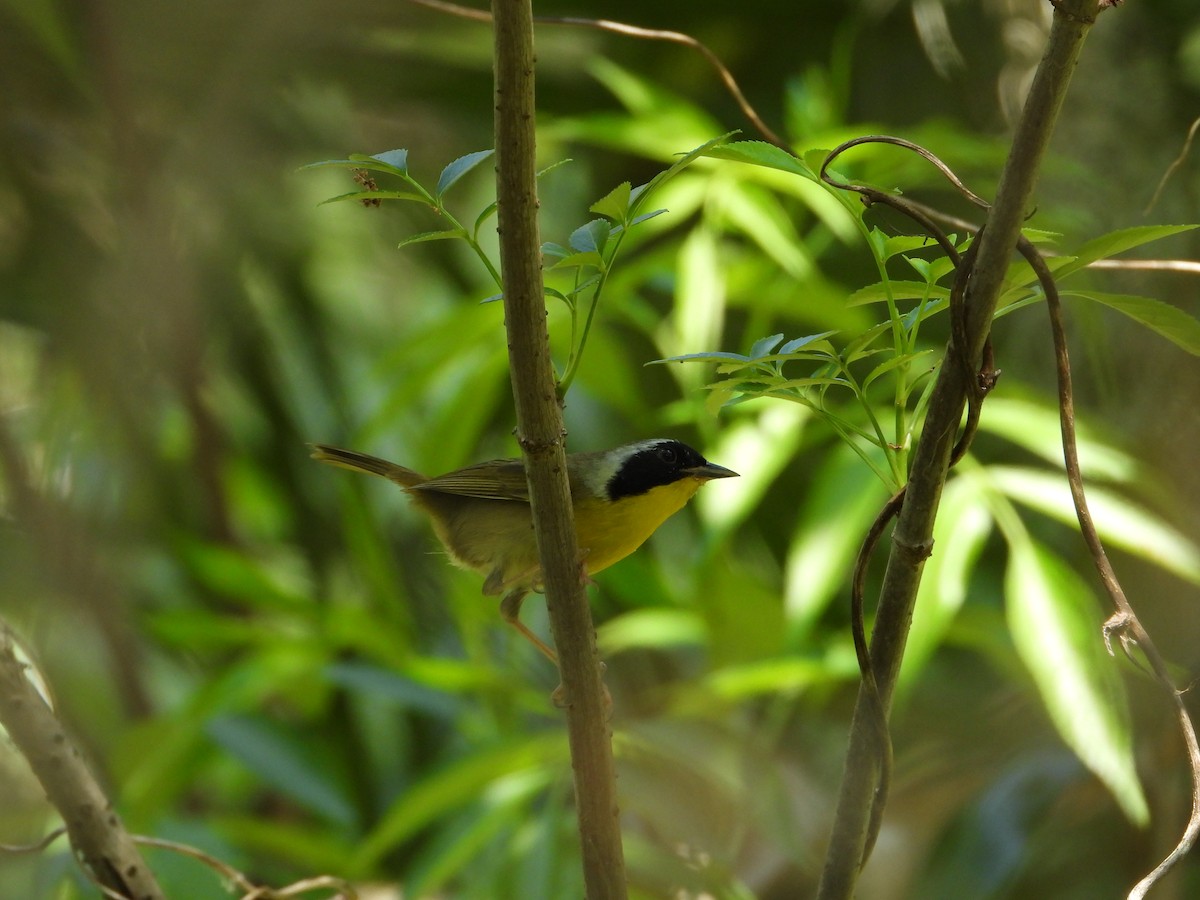 Common Yellowthroat - ML616179173