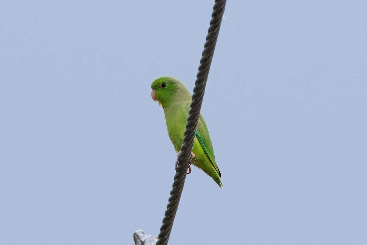 Turquoise-winged Parrotlet - Hans Wohlmuth