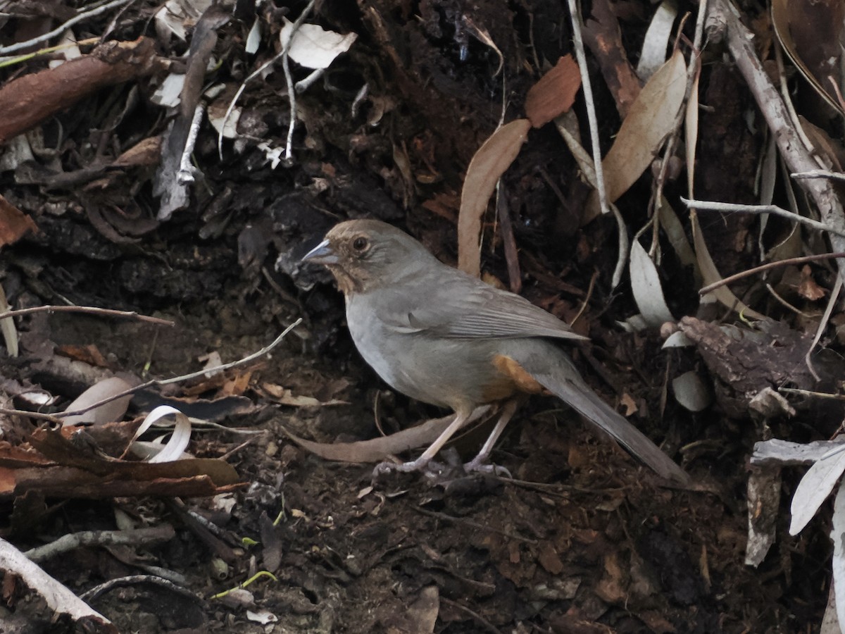 California Towhee - ML616179290