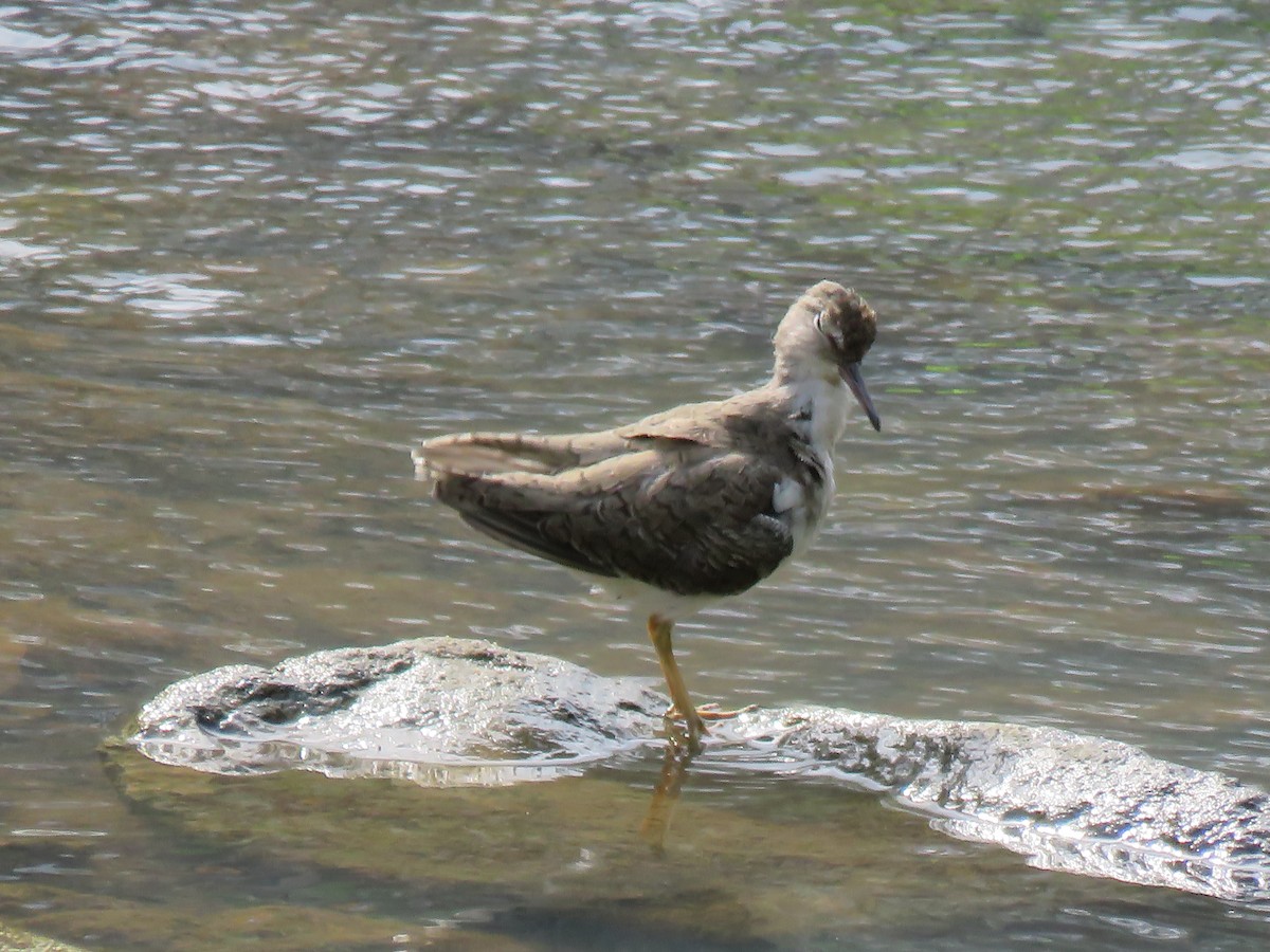 Spotted Sandpiper - ML616179334