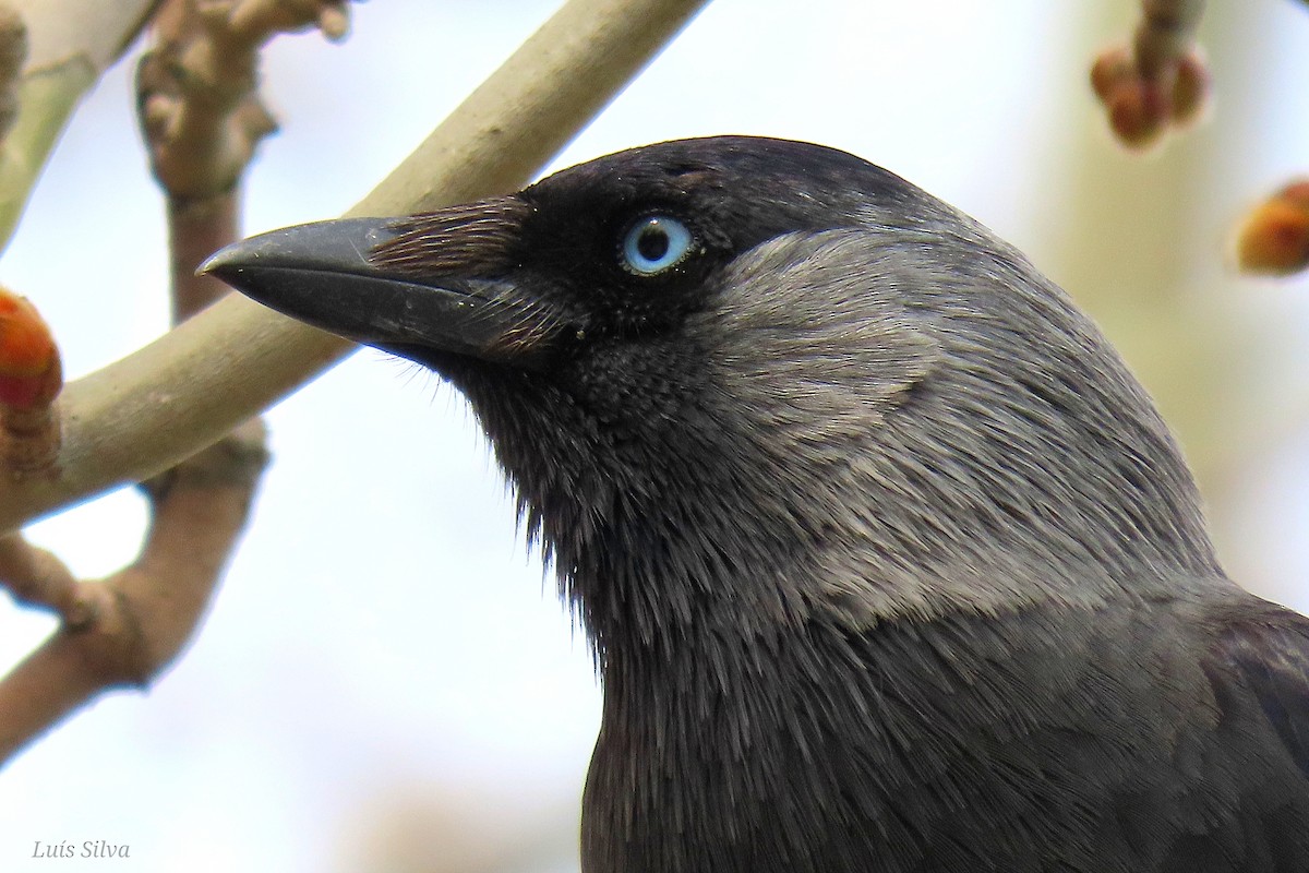 Eurasian Jackdaw - Luís Manuel Silva