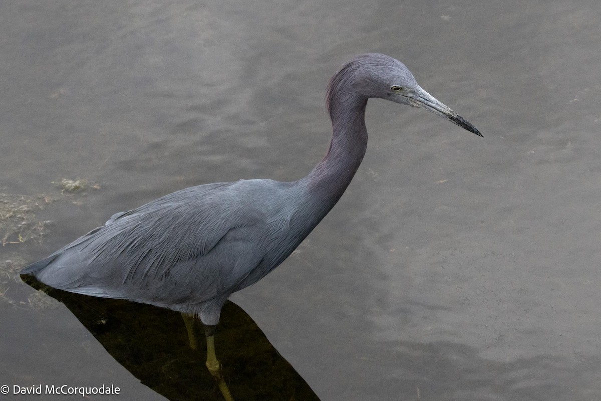 Little Blue Heron - ML616179386