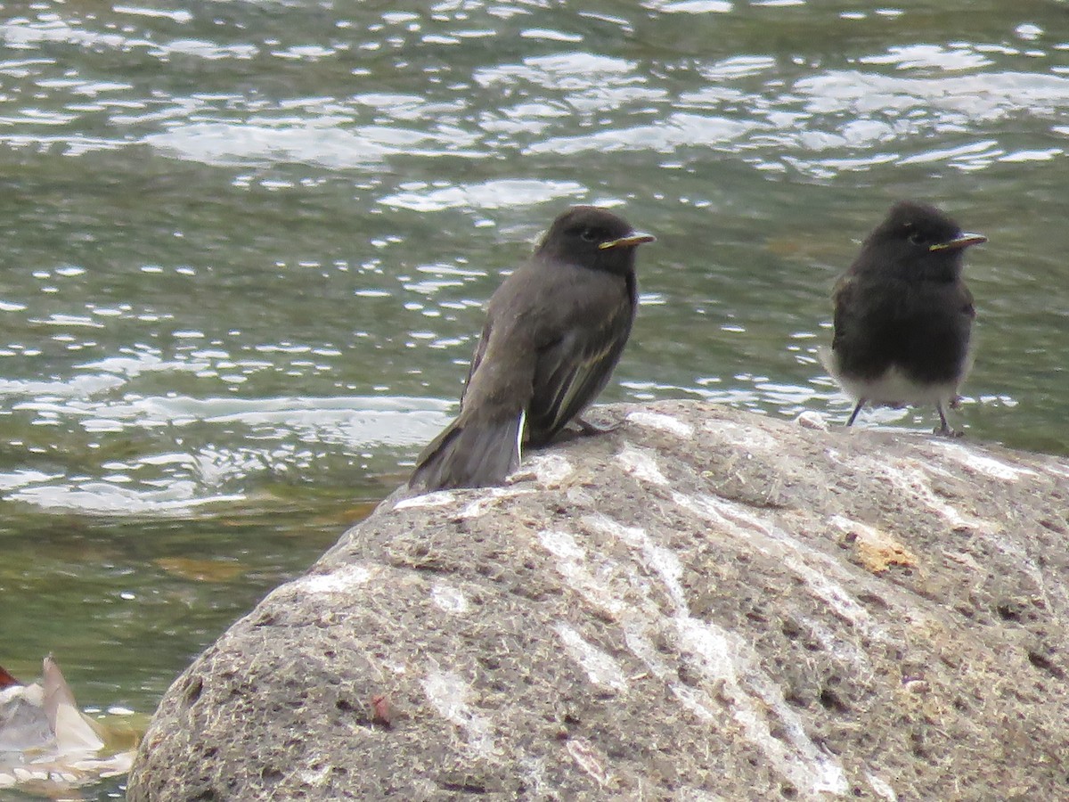 Black Phoebe - ML616179418