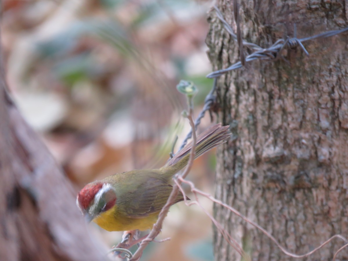 Chestnut-capped Warbler - Paul Stufkens