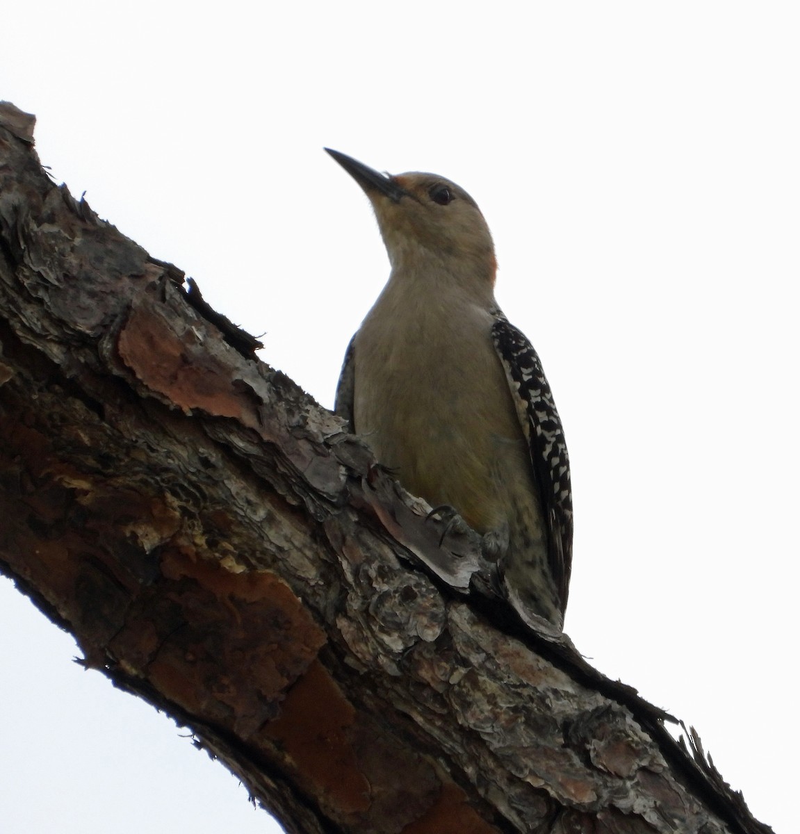 Red-bellied Woodpecker - ML616179480