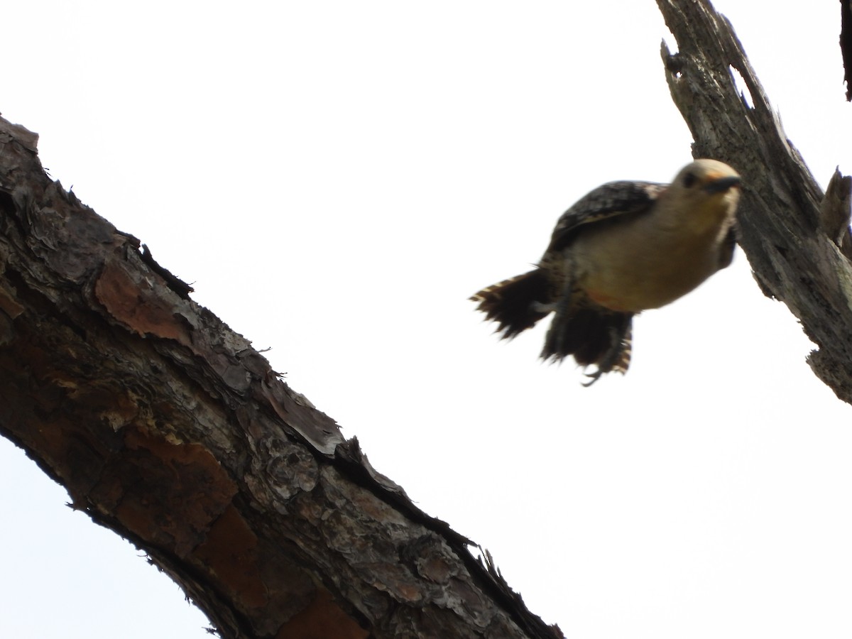 Red-bellied Woodpecker - ML616179482