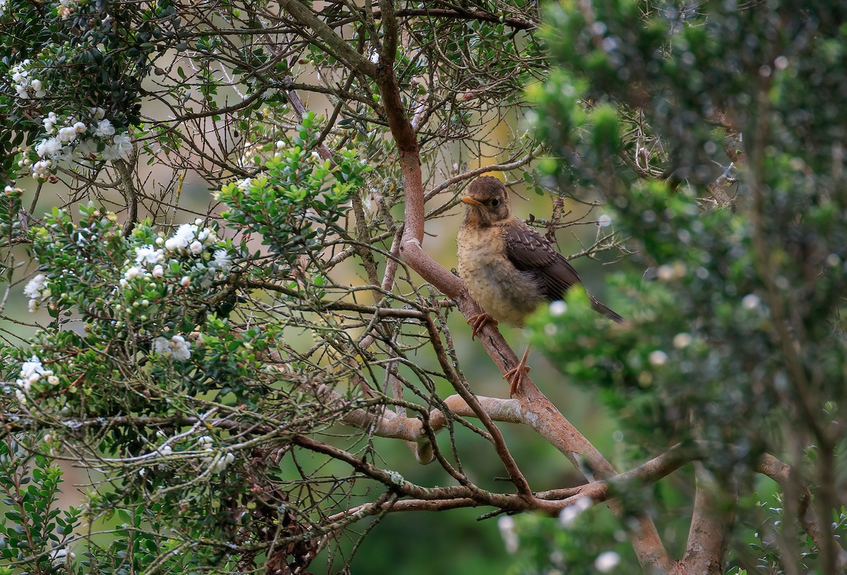 Austral Thrush - Fabián Guerrero