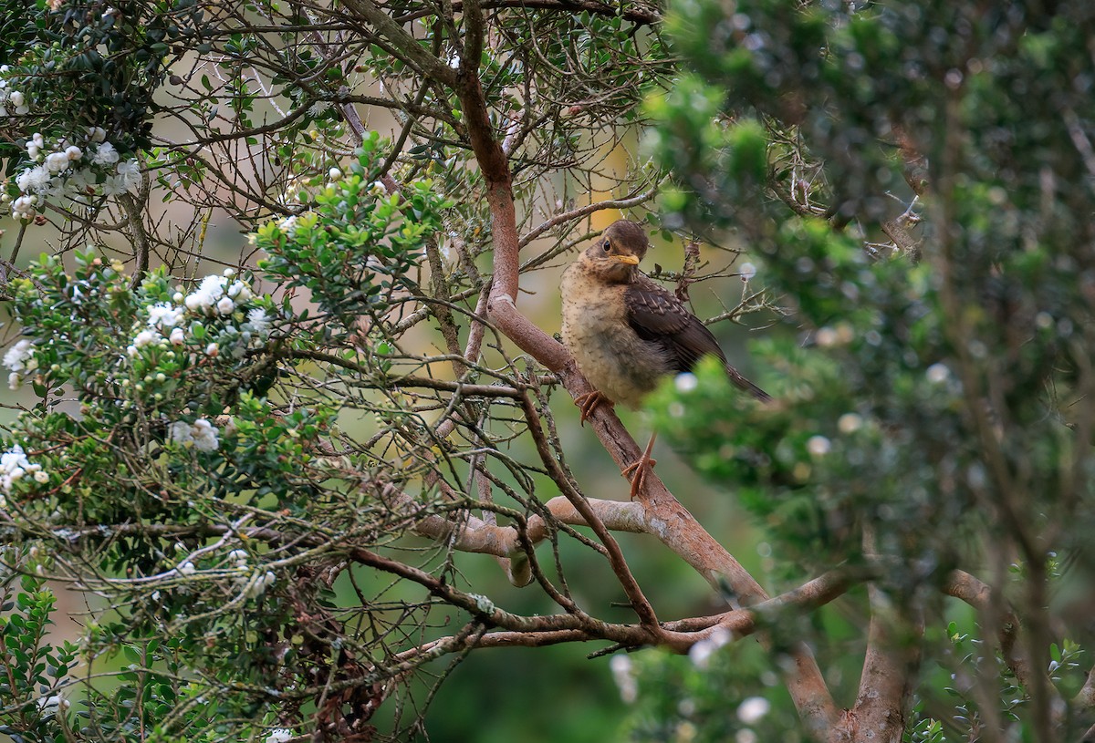 Austral Thrush - ML616179485