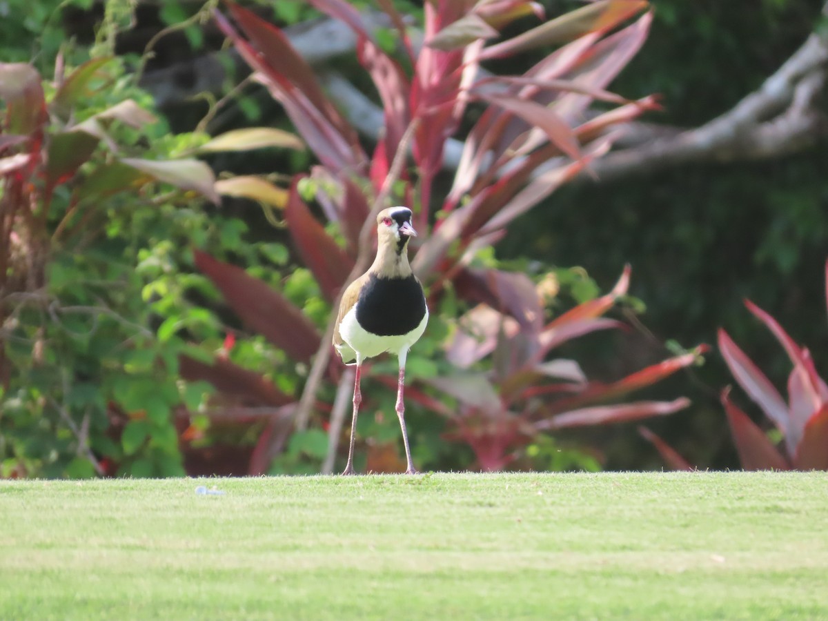 Southern Lapwing - ML616179486