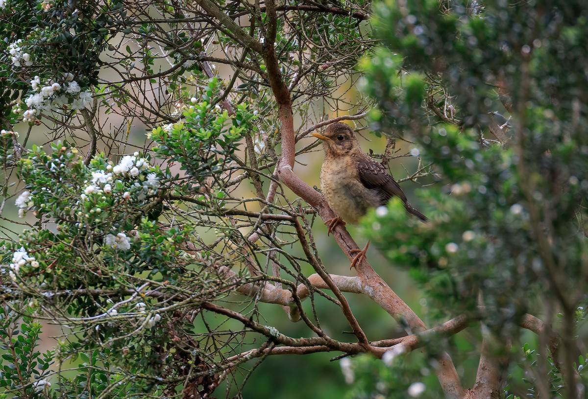 Austral Thrush - ML616179487