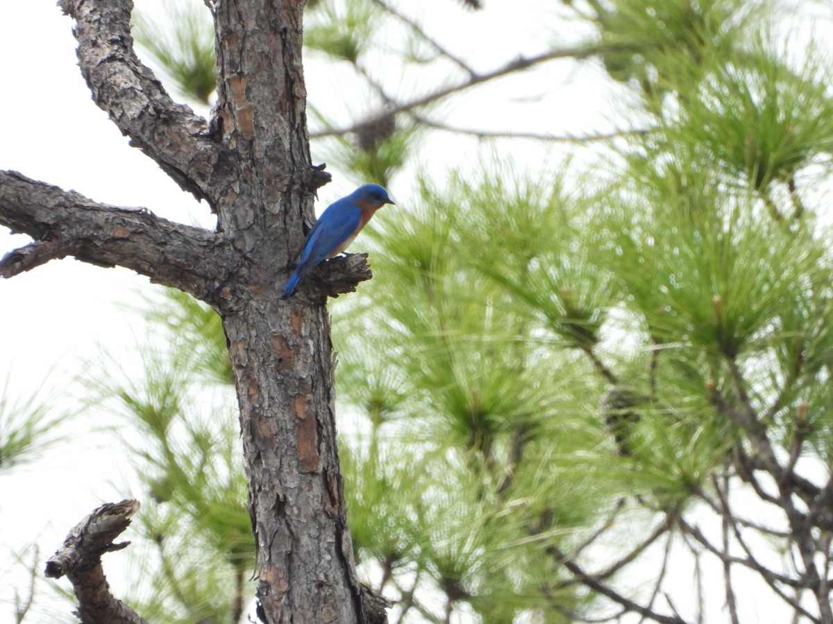 Eastern Bluebird - ML616179512