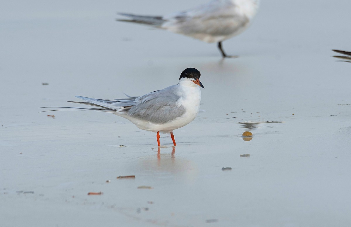 Forster's Tern - ML616179525