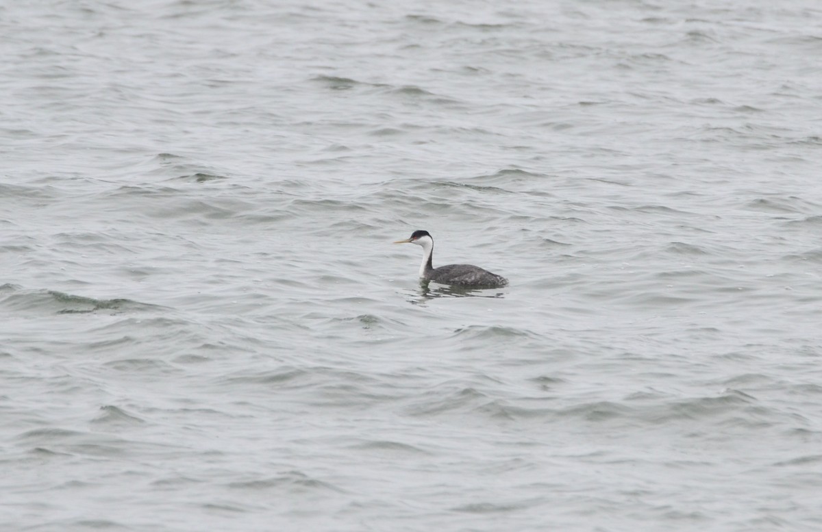 Western Grebe - ML616179549