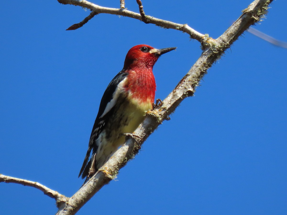 Red-breasted Sapsucker - ML616179565