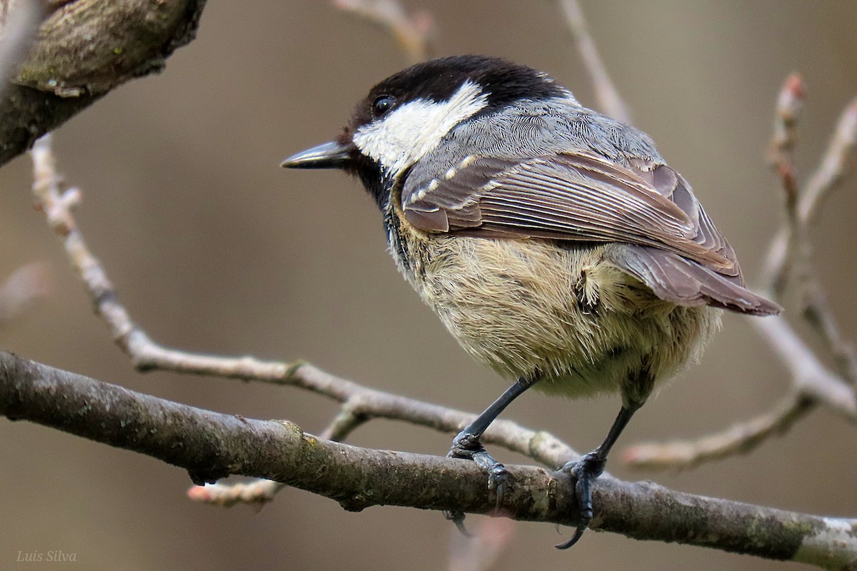 Coal Tit - Luís Manuel Silva