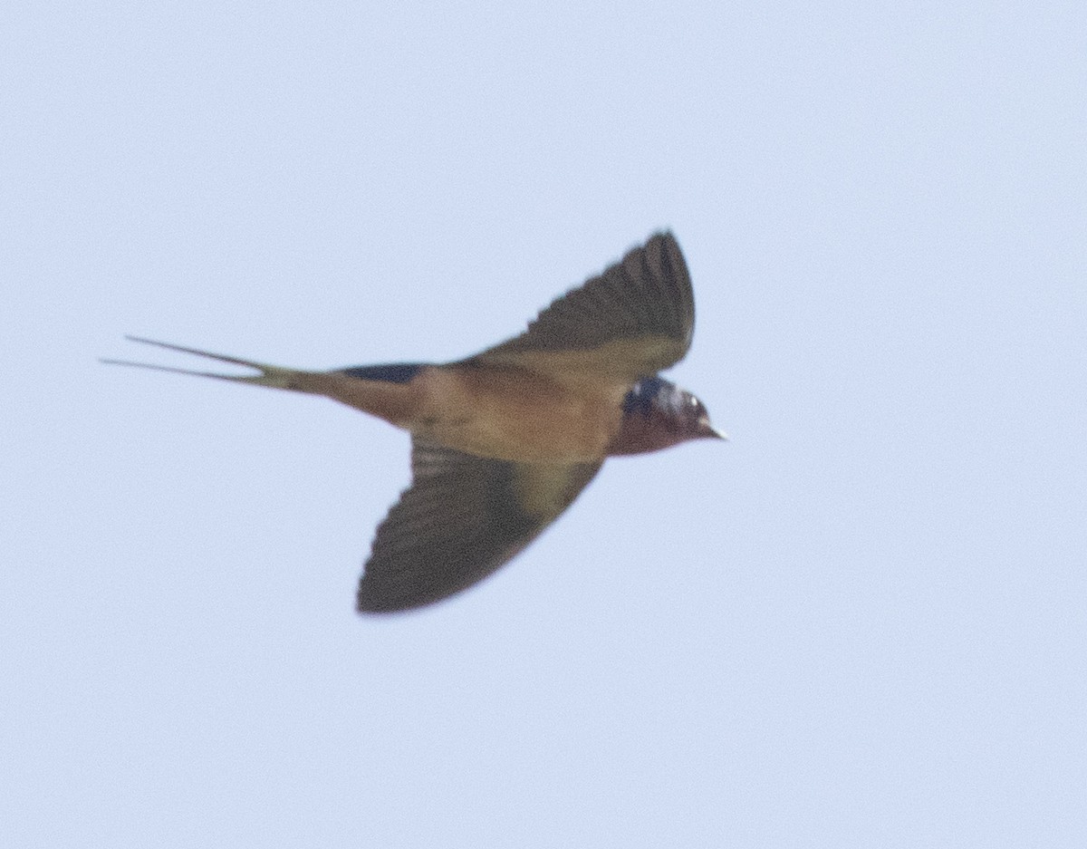 Barn Swallow - Freddy Camara