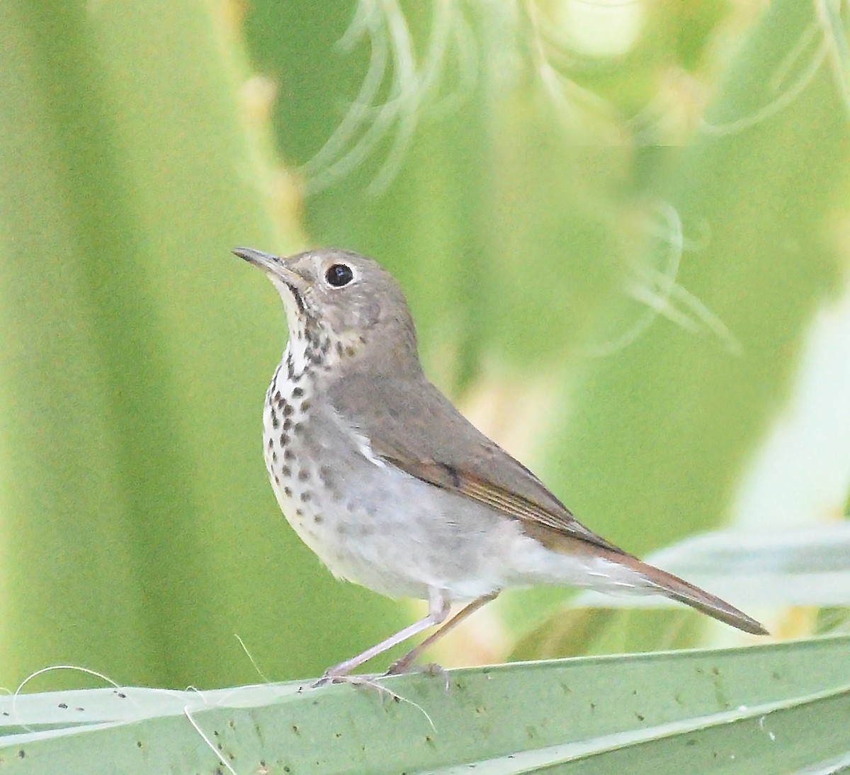 Hermit Thrush (auduboni Group) - ML616179694