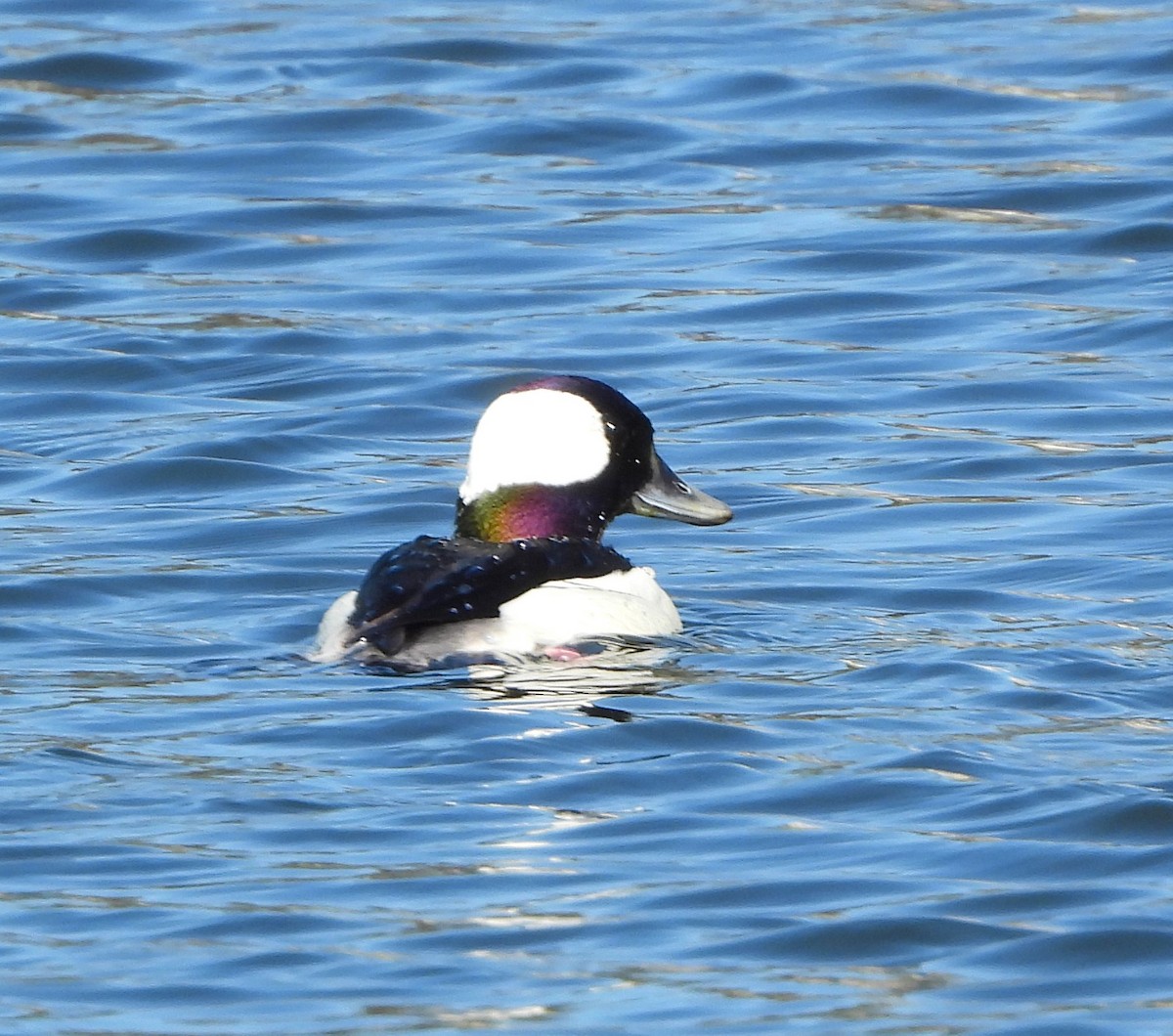 Bufflehead - ML616179710