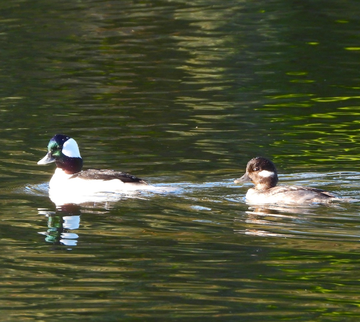 Bufflehead - ML616179712