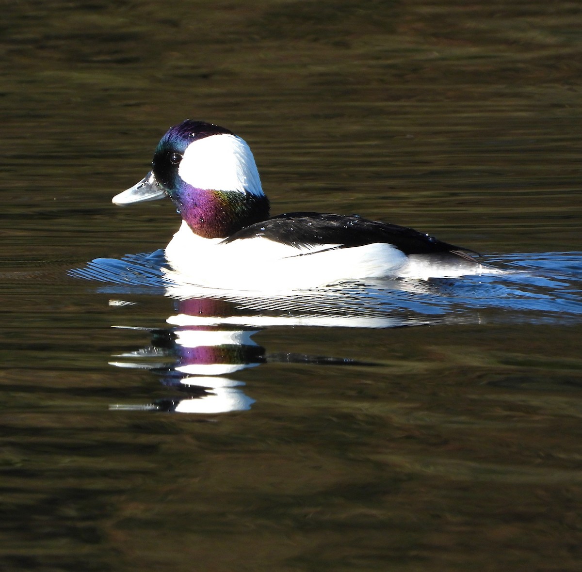 Bufflehead - ML616179713