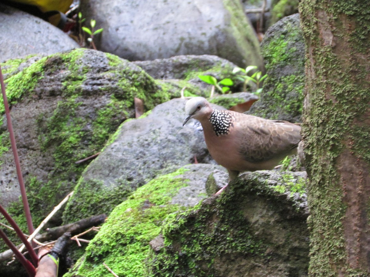 Spotted Dove - ML616179836