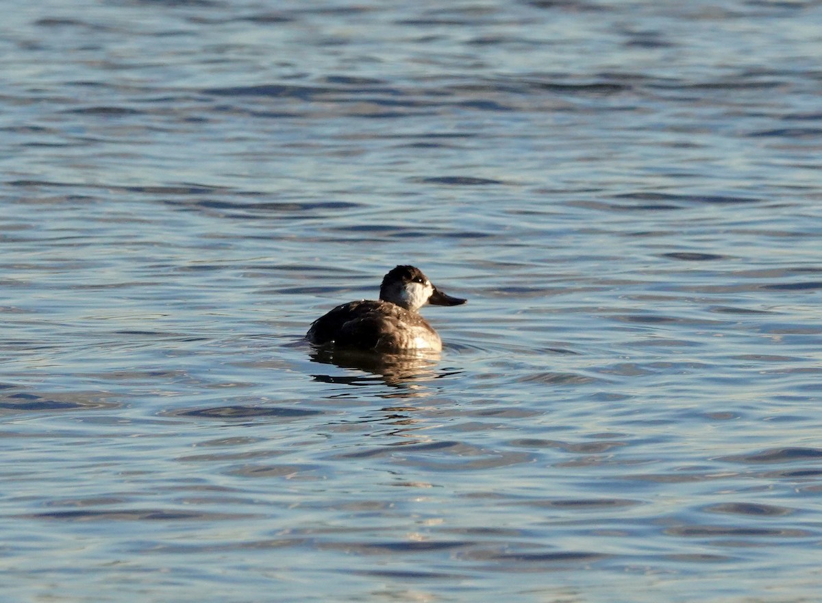 Ruddy Duck - ML616179864