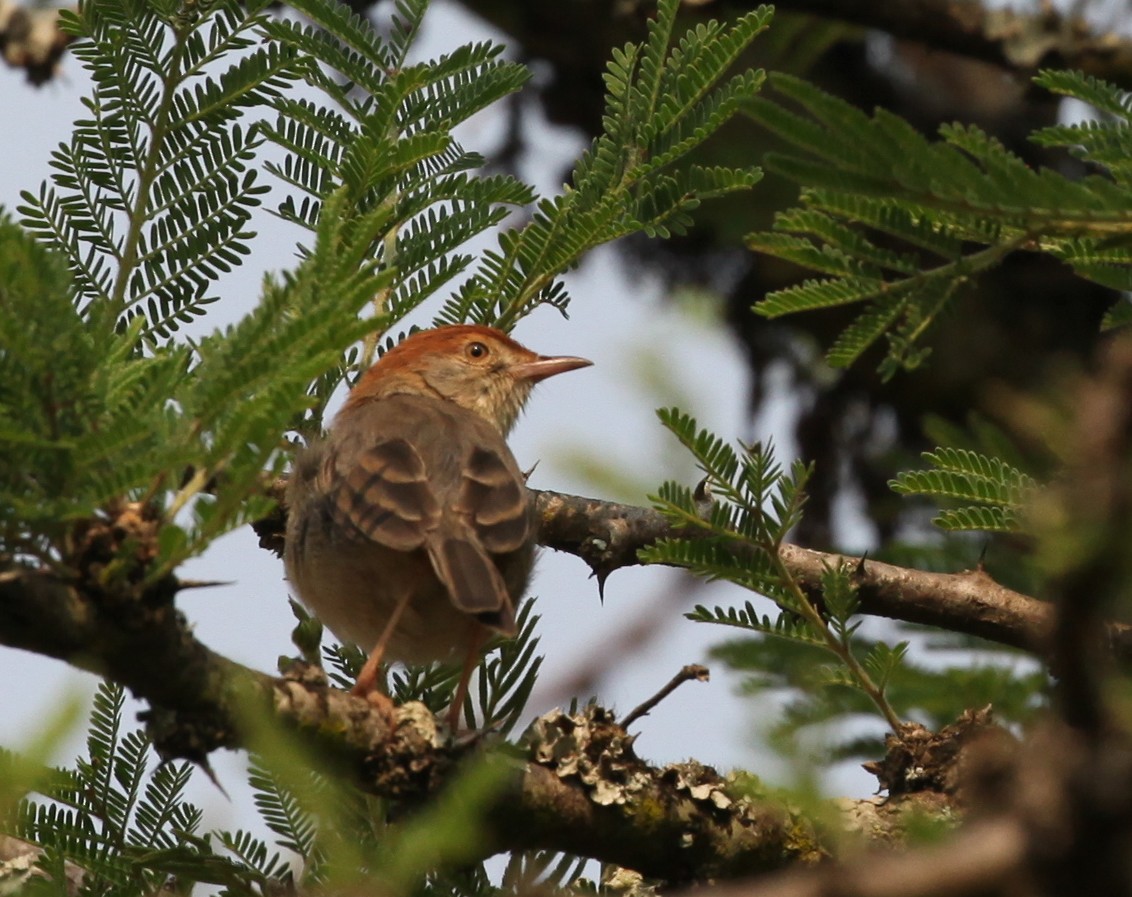 Tabora Cisticola - ML616179905