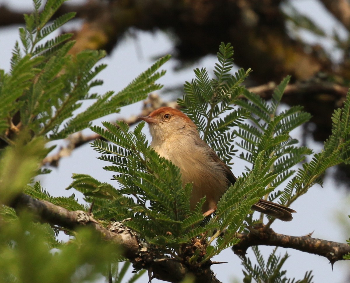 Tabora Cisticola - ML616179906