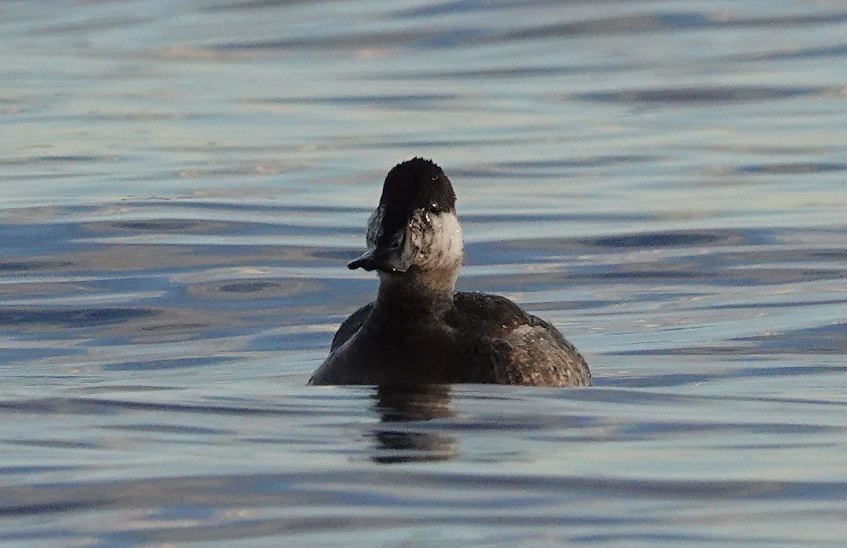 Ruddy Duck - ML616179937