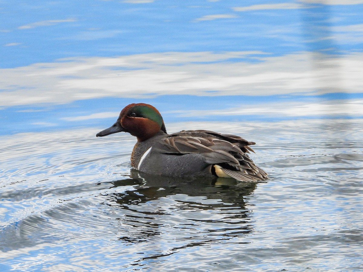 Green-winged Teal - ML616179948