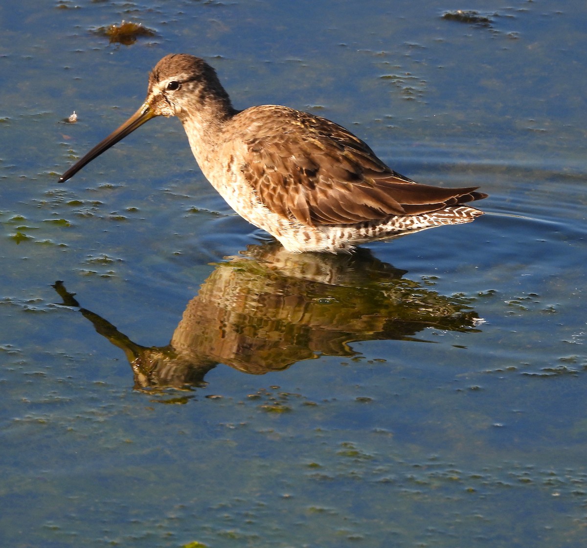 Long-billed Dowitcher - Lynn Scarlett