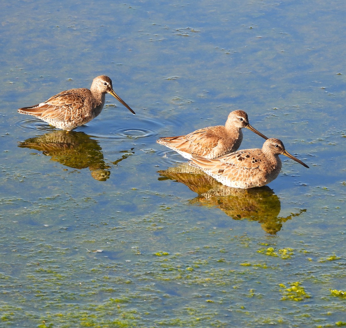 Long-billed Dowitcher - ML616179988
