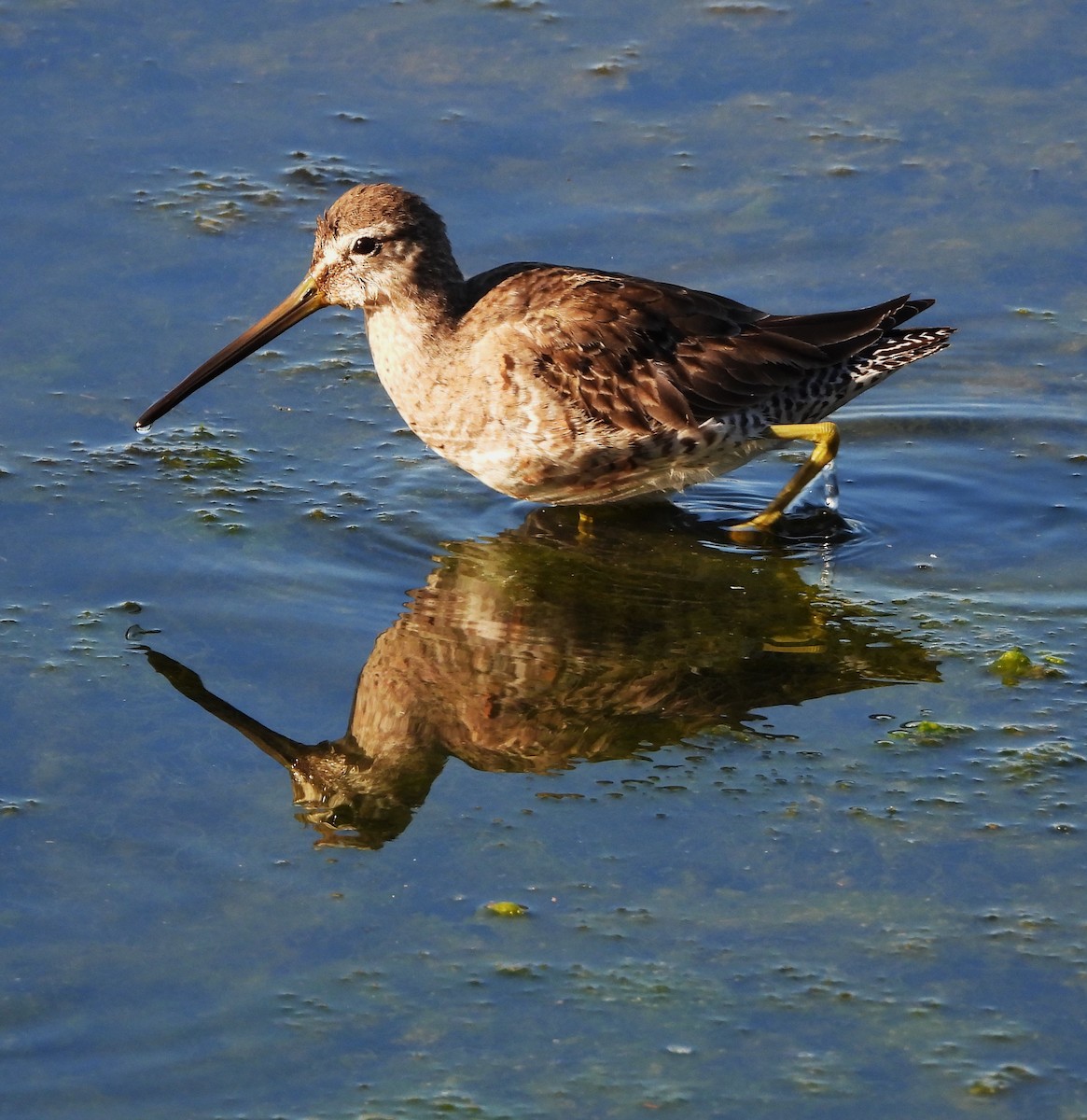 Long-billed Dowitcher - ML616179989