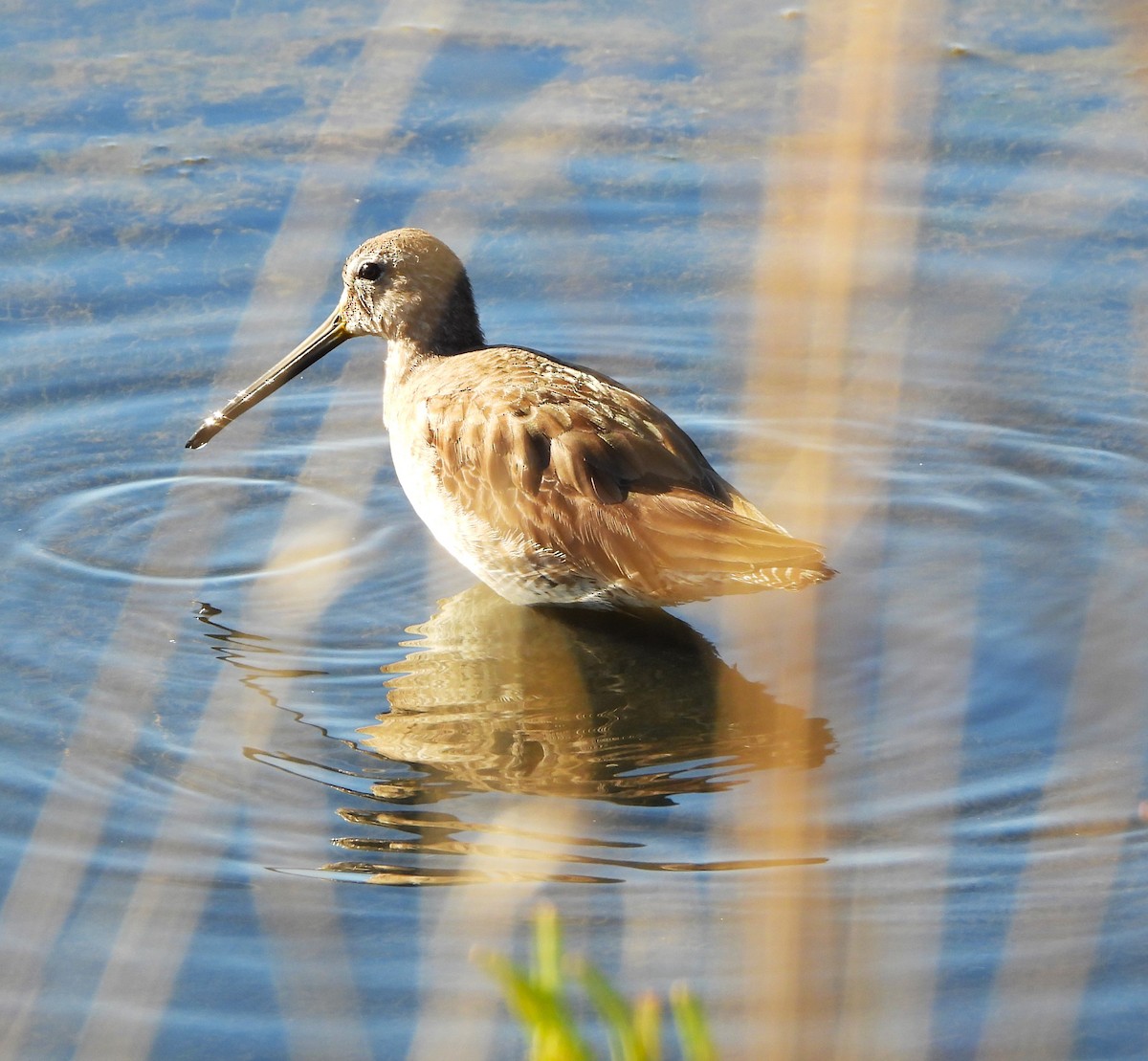 Long-billed Dowitcher - ML616179990