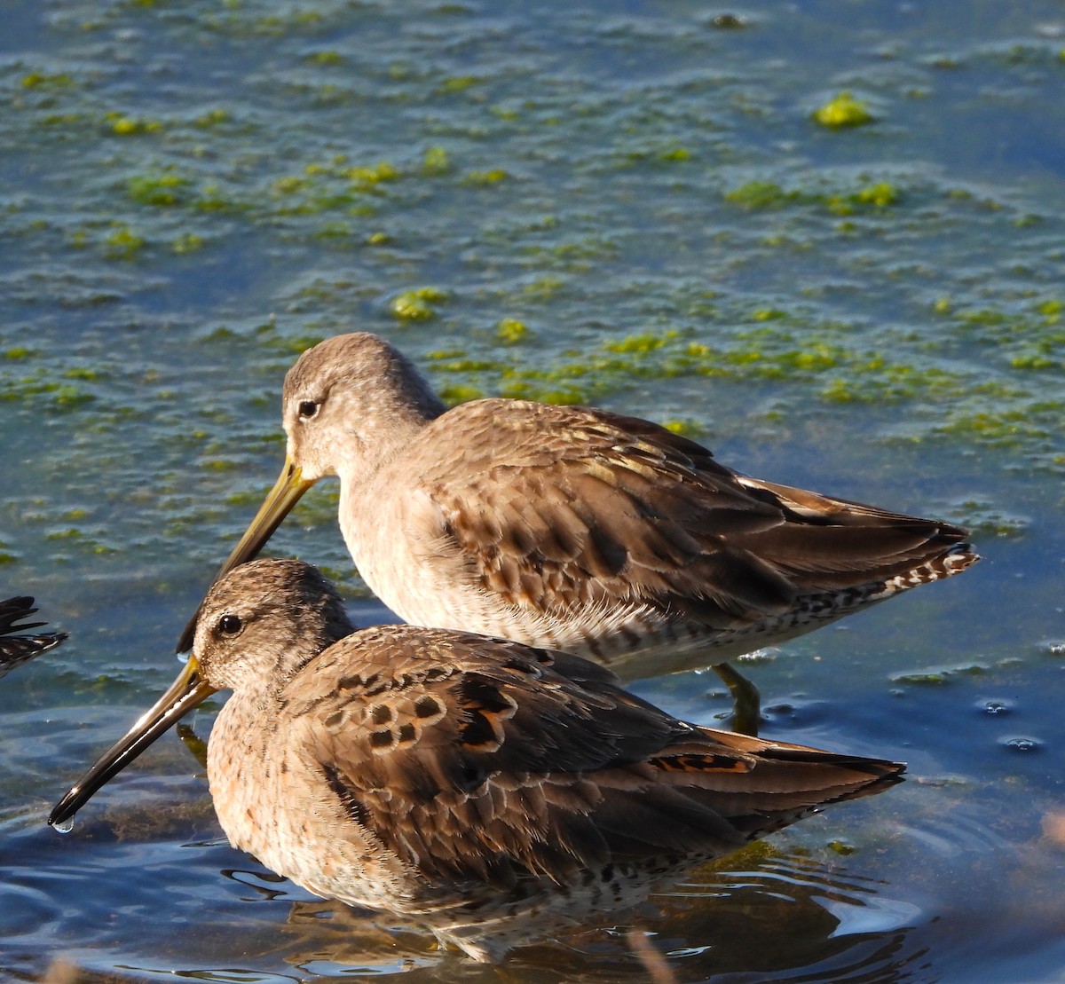Long-billed Dowitcher - ML616179991