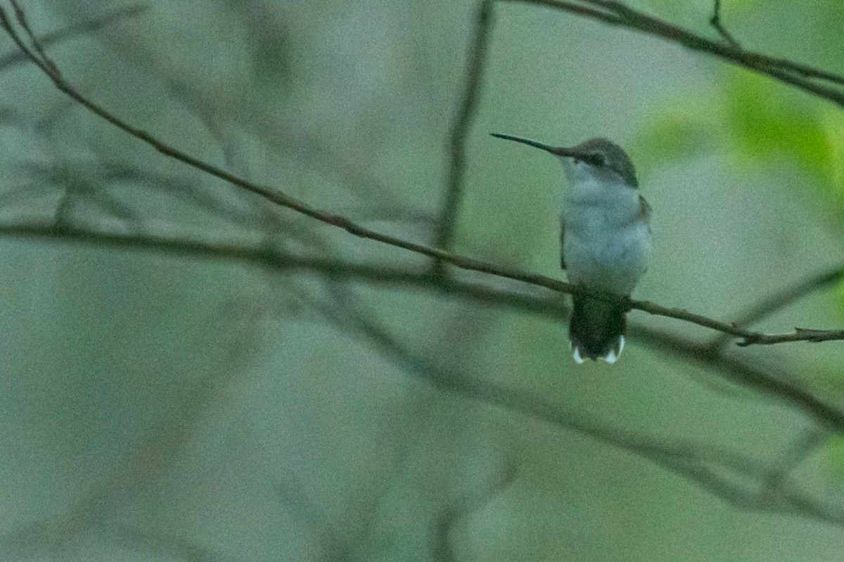 Colibrí Gorjirrubí - ML616180057