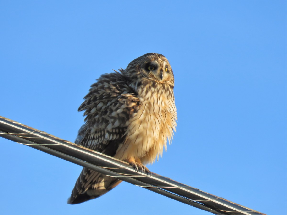 Short-eared Owl - ML616180118