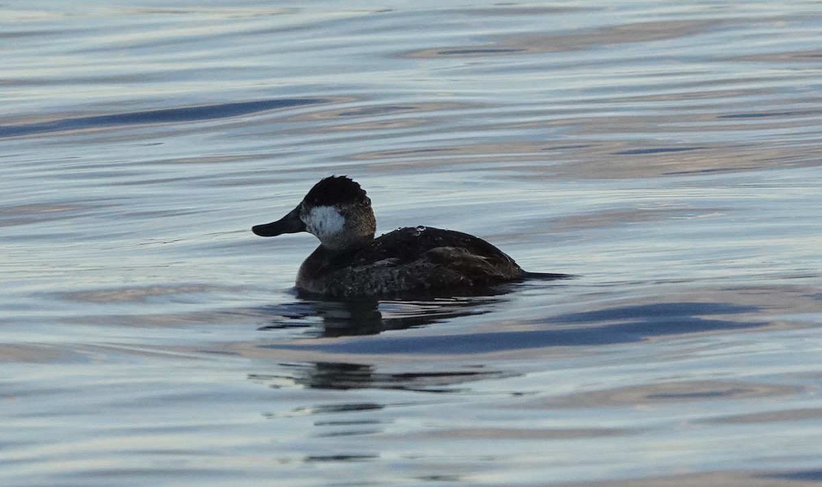 Ruddy Duck - ML616180139