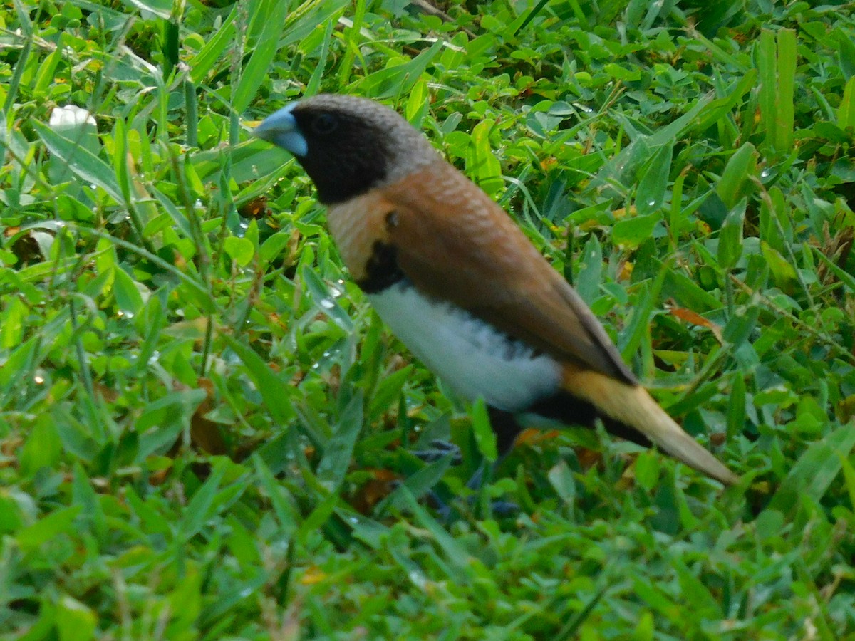 Chestnut-breasted Munia - Dan Bilderback