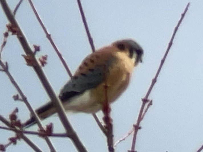 American Kestrel - ML616180173