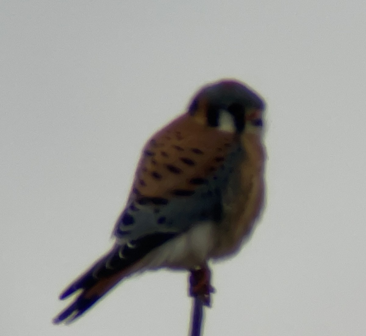 American Kestrel - Stephen Bruneau