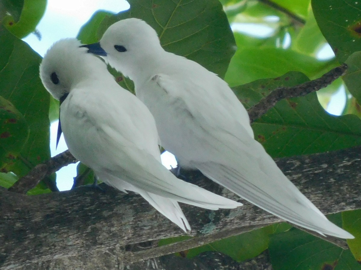 White Tern - Dan Bilderback