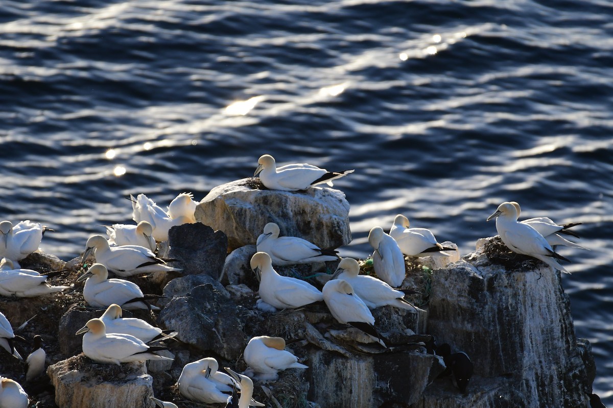 Northern Gannet - ML616180202