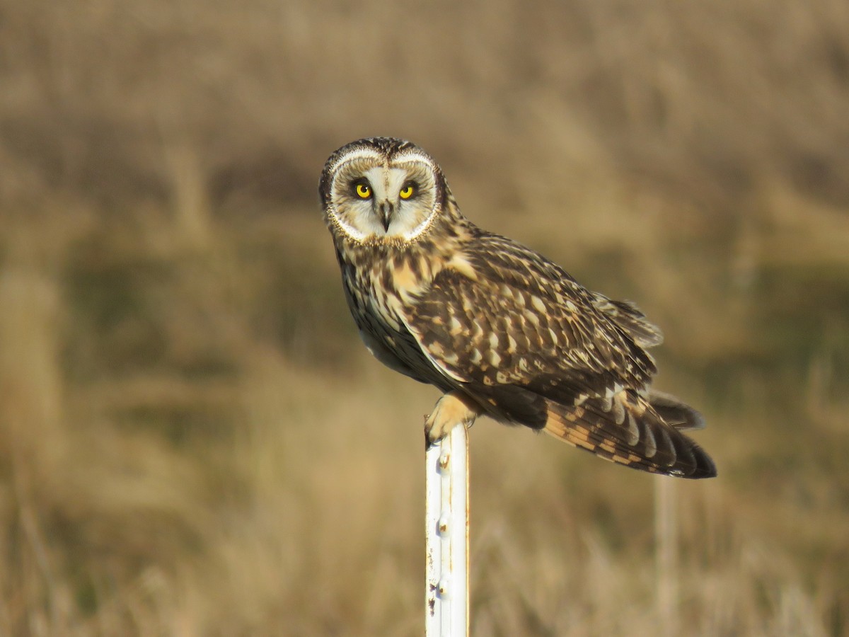 Short-eared Owl - ML616180234
