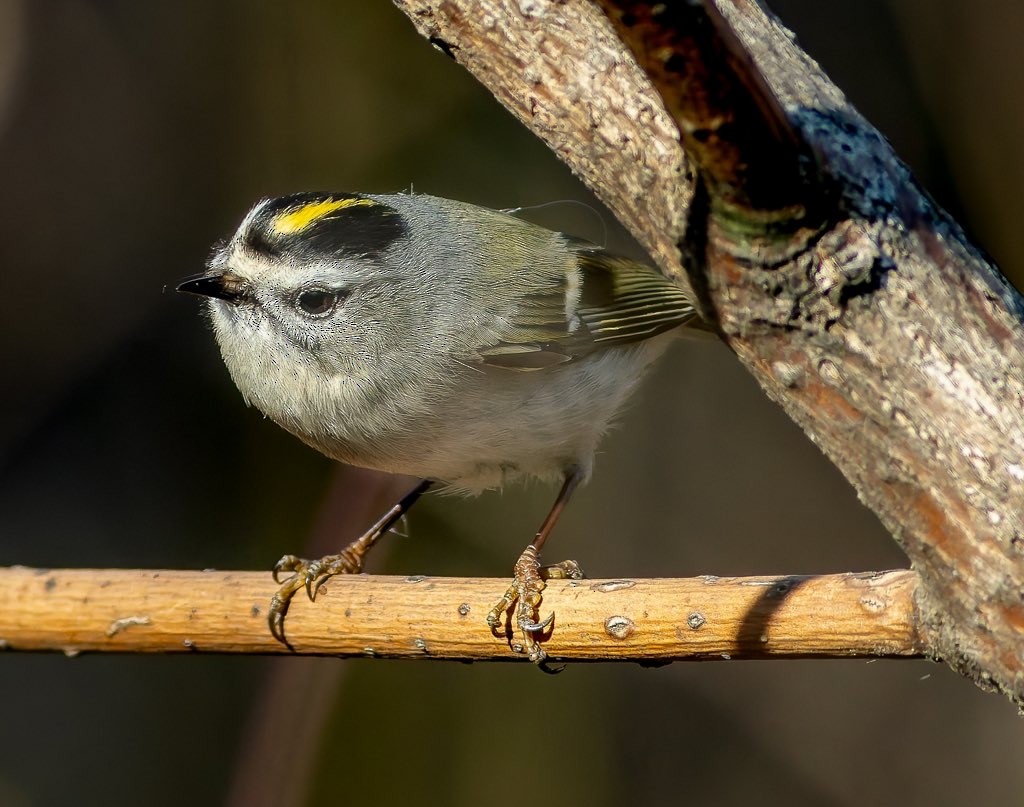 Golden-crowned Kinglet - ML616180257