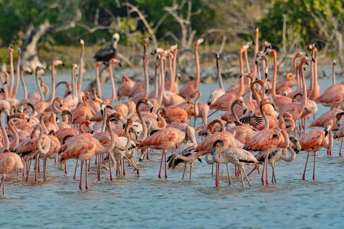 Flamant des Caraïbes - ML616180290