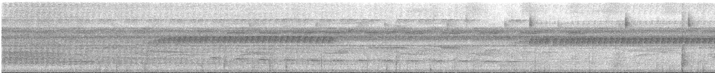 Weißflanken-Ameisenschlüpfer - ML616180344