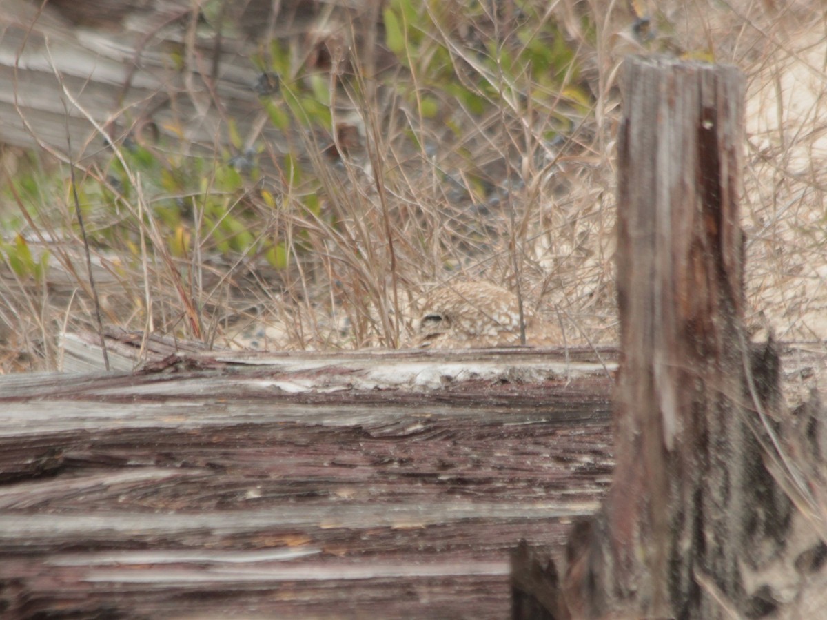 Burrowing Owl - ML616180371