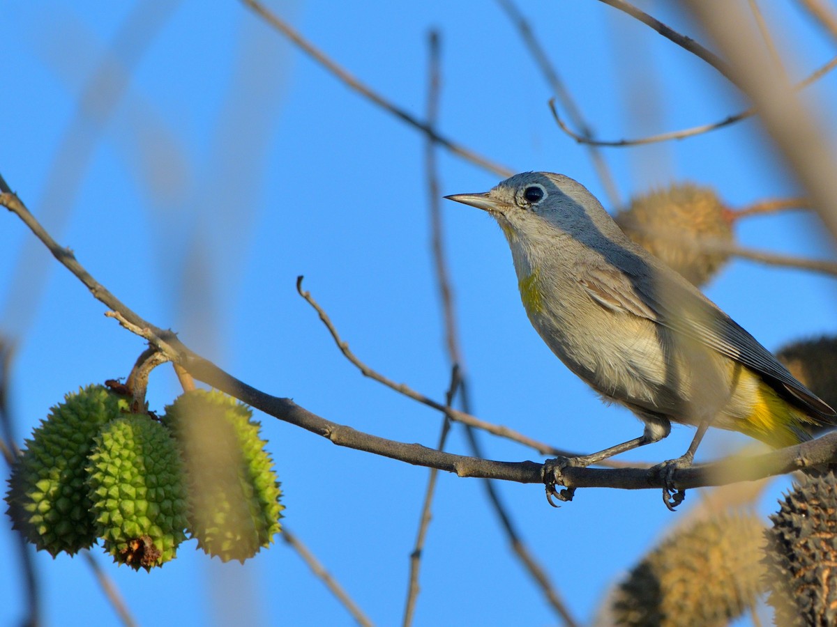 Virginia's Warbler - ML616180381